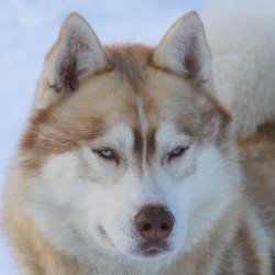 Liubov's Irouk